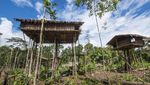 Foto: Melihat Lebih Dekat Suku Rumah Pohon dari Papua