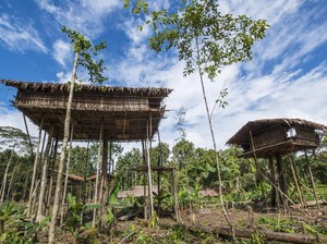 Cara Suku Korowai Bangun Rumah di Atas Pohon 35 Meter Cuma 2 Hari!