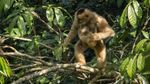 Potret Rumah Pohon Tertinggi Dunia Vs Illegal Logging
