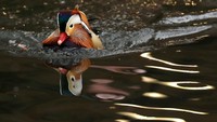 Bebek Mandarin bukanlah hewan khas Amerika Serikat, sehingga keberadaanya di kolam Central Park menarik perhatian bagi banyak orang, termasuk para ilmuwan.