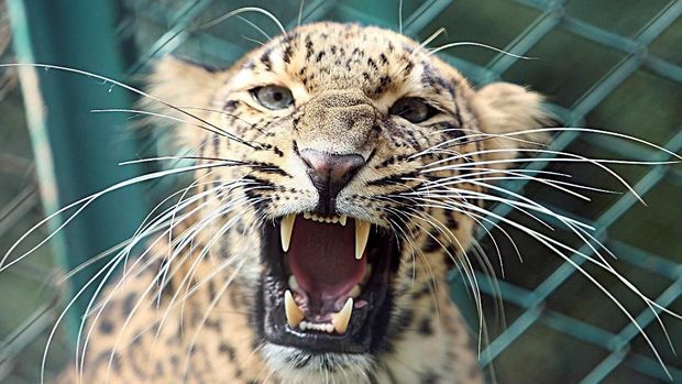 FILE PHOTO: A leopard is seen inside its enclosure at a zoological park in Jammu September 19, 2007. REUTERS/Amit Gupta/File Photo