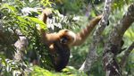 Potret Rumah Pohon Tertinggi Dunia Vs Illegal Logging