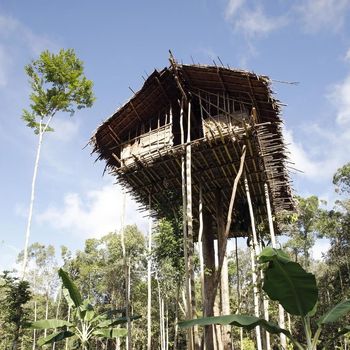 Aerial view of a small village of the Korowai people in a clearing in the tropical rainforest of Newguinea. The Korowai people (sometimes also called Kolufu) are living at the Indonesian part of the island of Newguinea (West Papua). The Korowai are still living very isolated as hunter-gatherers and are famous for their tree houses. The first contact between Korowai and Westerners is documented only in 1974.