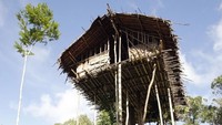 Pulau Papua dan sekitarnya tak diragukan lagi akan keindahan juga kekayaan alamnya, pun kehidupan suku-sukunya sangatlah menarik. Suku Korowai tinggal di rumah pohon setinggi 15 hingga 50 meter (iStock)