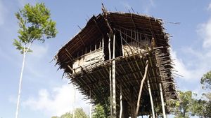 Foto: Melihat Lebih Dekat Suku Rumah Pohon dari Papua