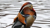 Makanan Bebek Mandarin adalah tanaman air, beras, gandum, dan ikan kecil. Bebek ini pun diketahui dapat hidup hingga berusia 6 tahun.