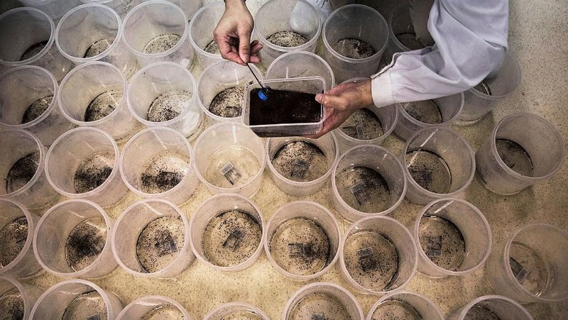 GUANGZHOU, CHINA - JUNE 20:  Chinese Phd student and researcher Zhang Dongjing displays a container of sterile adult male mosquitos that are ready to be released in a lab in the Mass Production Facility at the Sun Yat-Sen University-Michigan University Joint Center of Vector Control for Tropical Disease on June 20, 2016 in Guangzhou, China. Considered the world's largest mosquito factory, the laboratory raises millions of male mosquitos for research that could prove key to the race to prevent the spread of Zika virus. The lab's mosquitos are infected with a strain of Wolbachia pipientis, a common bacterium shown to inhibit Zika and related viruses including dengue fever.Â Researchers release the infected mosquitos at nearby Shazai island to mate with wild females who then inherit the Wolbachia bacterium which prevents the proper fertilization of her eggs. The results so far are hopeful:Â  After a year of research and field trials on the island, the lab claims there is 99% suppression of the population of Aedes albopictus or Asia tiger mosquito, the type known to carry Zika virus. Researchers believe if their method proves successful, it could be applied on a wider scale to eradicate virus-carrying mosquitos in Zika-affected areas around the world. Â The project is an international non-profit collaboration lead by Professor Xi Zhiyong, director of the Sun Yat-Sen University-Michigan University Joint Center of Vector Control for Tropical Disease with support from various levels of Chinas government and other organizations.Â   (Photo by Kevin Frayer/Getty Images)