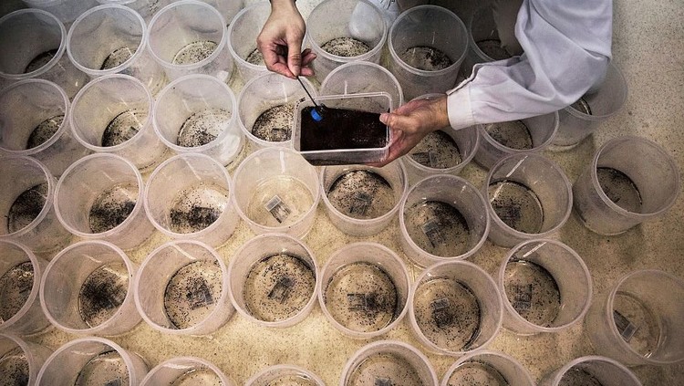GUANGZHOU, CHINA - JUNE 20:  Chinese Phd student and researcher Zhang Dongjing displays a container of sterile adult male mosquitos that are ready to be released in a lab in the Mass Production Facility at the Sun Yat-Sen University-Michigan University Joint Center of Vector Control for Tropical Disease on June 20, 2016 in Guangzhou, China. Considered the worlds largest mosquito factory, the laboratory raises millions of male mosquitos for research that could prove key to the race to prevent the spread of Zika virus. The labs mosquitos are infected with a strain of Wolbachia pipientis, a common bacterium shown to inhibit Zika and related viruses including dengue fever.Â Researchers release the infected mosquitos at nearby Shazai island to mate with wild females who then inherit the Wolbachia bacterium which prevents the proper fertilization of her eggs. The results so far are hopeful:Â  After a year of research and field trials on the island, the lab claims there is 99% suppression of the population of Aedes albopictus or Asia tiger mosquito, the type known to carry Zika virus. Researchers believe if their method proves successful, it could be applied on a wider scale to eradicate virus-carrying mosquitos in Zika-affected areas around the world. Â The project is an international non-profit collaboration lead by Professor Xi Zhiyong, director of the Sun Yat-Sen University-Michigan University Joint Center of Vector Control for Tropical Disease with support from various levels of Chinas government and other organizations.Â   (Photo by Kevin Frayer/Getty Images)