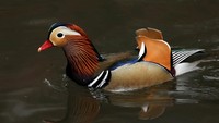 Bebek Mandarin kembali terlihat di kolam taman Central Park di kota New York, Amerika Serikat. Bebek Mandarin berjenis jantan dengan buku warna-warni yang indah itu merupakan kerabat dari bebek kayu Amerika Utara.