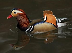 Keindahan Misterius Bebek Mandarin yang Hiasi Kolam Central Park
