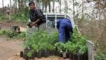 Potret Rumah Pohon Tertinggi Dunia Vs Illegal Logging