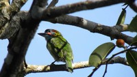 Suara teriakan owa-owa liar dan binatang lainnya menjadi musik tersendiri di tengah hutan. Traveler yang menginap bisa melihat pergerakan hhewan-hewan di sana menggunakan teropong, melompat melalui pepohonan dari kejauhan (Dok. Gibbon Experience)