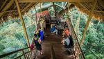 Potret Rumah Pohon Tertinggi Dunia Vs Illegal Logging