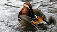 Unggas ini diberi nama Bebek Mandarin karena banyak ditemukan di kawasan Cina. Namun, Bebek Mandarin juga dapat ditemukan di Jepang dan Rusia timur (Siberia).