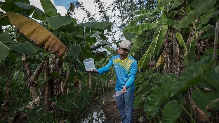 GUANGZHOU, CHINA - JUNE 20:  Chinese Phd student and researcher Zhang Dongjing displays a container of sterile adult male mosquitos that are ready to be released in a lab in the Mass Production Facility at the Sun Yat-Sen University-Michigan University Joint Center of Vector Control for Tropical Disease on June 20, 2016 in Guangzhou, China. Considered the worlds largest mosquito factory, the laboratory raises millions of male mosquitos for research that could prove key to the race to prevent the spread of Zika virus. The labs mosquitos are infected with a strain of Wolbachia pipientis, a common bacterium shown to inhibit Zika and related viruses including dengue fever.Â Researchers release the infected mosquitos at nearby Shazai island to mate with wild females who then inherit the Wolbachia bacterium which prevents the proper fertilization of her eggs. The results so far are hopeful:Â  After a year of research and field trials on the island, the lab claims there is 99% suppression of the population of Aedes albopictus or Asia tiger mosquito, the type known to carry Zika virus. Researchers believe if their method proves successful, it could be applied on a wider scale to eradicate virus-carrying mosquitos in Zika-affected areas around the world. Â The project is an international non-profit collaboration lead by Professor Xi Zhiyong, director of the Sun Yat-Sen University-Michigan University Joint Center of Vector Control for Tropical Disease with support from various levels of Chinas government and other organizations.Â   (Photo by Kevin Frayer/Getty Images)