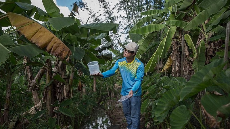 GUANGZHOU, CHINA - JUNE 20:  Chinese Phd student and researcher Zhang Dongjing displays a container of sterile adult male mosquitos that are ready to be released in a lab in the Mass Production Facility at the Sun Yat-Sen University-Michigan University Joint Center of Vector Control for Tropical Disease on June 20, 2016 in Guangzhou, China. Considered the world's largest mosquito factory, the laboratory raises millions of male mosquitos for research that could prove key to the race to prevent the spread of Zika virus. The lab's mosquitos are infected with a strain of Wolbachia pipientis, a common bacterium shown to inhibit Zika and related viruses including dengue fever.Â Researchers release the infected mosquitos at nearby Shazai island to mate with wild females who then inherit the Wolbachia bacterium which prevents the proper fertilization of her eggs. The results so far are hopeful:Â  After a year of research and field trials on the island, the lab claims there is 99% suppression of the population of Aedes albopictus or Asia tiger mosquito, the type known to carry Zika virus. Researchers believe if their method proves successful, it could be applied on a wider scale to eradicate virus-carrying mosquitos in Zika-affected areas around the world. Â The project is an international non-profit collaboration lead by Professor Xi Zhiyong, director of the Sun Yat-Sen University-Michigan University Joint Center of Vector Control for Tropical Disease with support from various levels of Chinas government and other organizations.Â   (Photo by Kevin Frayer/Getty Images)