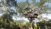 Jaringan flying fox ini akan membawa pelanggan jauh ke dalam hutan dengan sangat cepat. Garis terpanjangnya sejauh 600 meter lebih, artinya traveler akan meluncur dengan cepat di antara pepohonan selama 50 detik untuk menikmati pemandangan (Dok. Gibbon Experience)