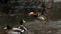Bebek Mandarin memiliki bobot hingga mencapai 600 gram. Bebek ini pun merupakan unggas yang penyendiri. Bebek Mandarin kerap kali terlihat hanya seorang diri tanpa kawanan lainnya. Selain itu bebek cantik ini pun kerap bersembunyi di balik pohon willow.