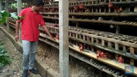 Pak Jokowi, Peternak Butuh Tambahan Impor Jagung