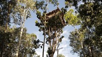 Keberadaan Suku Korowai baru ditemukan sekitar setengah abad lalu. Dari Wikipedia, disebutkan bahwa sampai tahun 1970, suku ini tidak mengetahui keberadaan orang lain selain kelompok mereka sendiri (iStock)