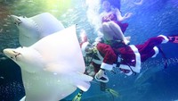 Pertunjukkan menyambut Natal itu tak hanya dimeriahkan oleh kehadiran Sinterklas. Nampak pula seorang putri duyung yang turut berenang bersama ribuan ikan di dalam tanki akuarium.