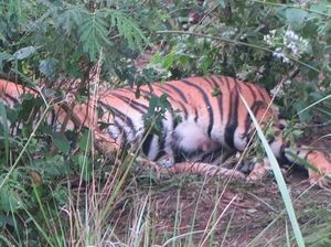 Kabar Gembira, Telah Lahir Dua Anak Harimau Sumatera