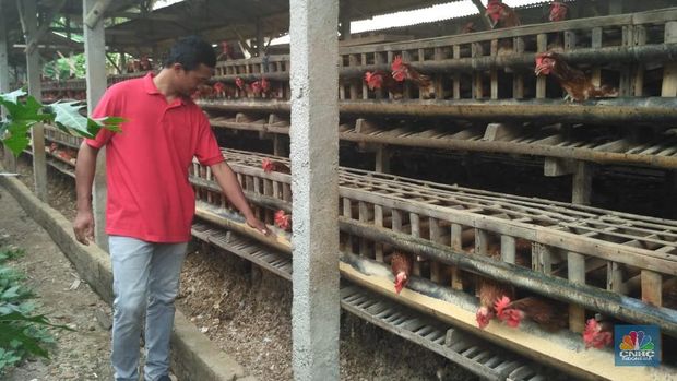 Kala Darmin Dicurhati dan Disemprot Peternak Ayam di Blitar
