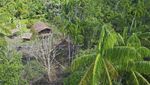 Foto: Melihat Lebih Dekat Suku Rumah Pohon dari Papua