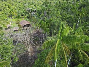 Orang-orang Papua yang Hidup di Atas Pohon