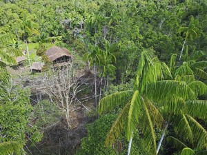 Orang-orang Papua yang Hidup di Atas Pohon