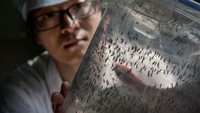 GUANGZHOU, CHINA - JUNE 20:  Chinese Phd student and researcher Zhang Dongjing displays a container of sterile adult male mosquitos that are ready to be released in a lab in the Mass Production Facility at the Sun Yat-Sen University-Michigan University Joint Center of Vector Control for Tropical Disease on June 20, 2016 in Guangzhou, China. Considered the worlds largest mosquito factory, the laboratory raises millions of male mosquitos for research that could prove key to the race to prevent the spread of Zika virus. The labs mosquitos are infected with a strain of Wolbachia pipientis, a common bacterium shown to inhibit Zika and related viruses including dengue fever.Â Researchers release the infected mosquitos at nearby Shazai island to mate with wild females who then inherit the Wolbachia bacterium which prevents the proper fertilization of her eggs. The results so far are hopeful:Â  After a year of research and field trials on the island, the lab claims there is 99% suppression of the population of Aedes albopictus or Asia tiger mosquito, the type known to carry Zika virus. Researchers believe if their method proves successful, it could be applied on a wider scale to eradicate virus-carrying mosquitos in Zika-affected areas around the world. Â The project is an international non-profit collaboration lead by Professor Xi Zhiyong, director of the Sun Yat-Sen University-Michigan University Joint Center of Vector Control for Tropical Disease with support from various levels of Chinas government and other organizations.Â   (Photo by Kevin Frayer/Getty Images)