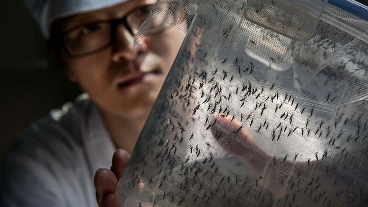 GUANGZHOU, CHINA - JUNE 20:  Chinese Phd student and researcher Zhang Dongjing displays a container of sterile adult male mosquitos that are ready to be released in a lab in the Mass Production Facility at the Sun Yat-Sen University-Michigan University Joint Center of Vector Control for Tropical Disease on June 20, 2016 in Guangzhou, China. Considered the worlds largest mosquito factory, the laboratory raises millions of male mosquitos for research that could prove key to the race to prevent the spread of Zika virus. The labs mosquitos are infected with a strain of Wolbachia pipientis, a common bacterium shown to inhibit Zika and related viruses including dengue fever.Â Researchers release the infected mosquitos at nearby Shazai island to mate with wild females who then inherit the Wolbachia bacterium which prevents the proper fertilization of her eggs. The results so far are hopeful:Â  After a year of research and field trials on the island, the lab claims there is 99% suppression of the population of Aedes albopictus or Asia tiger mosquito, the type known to carry Zika virus. Researchers believe if their method proves successful, it could be applied on a wider scale to eradicate virus-carrying mosquitos in Zika-affected areas around the world. Â The project is an international non-profit collaboration lead by Professor Xi Zhiyong, director of the Sun Yat-Sen University-Michigan University Joint Center of Vector Control for Tropical Disease with support from various levels of Chinas government and other organizations.Â   (Photo by Kevin Frayer/Getty Images)