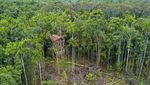 Foto: Melihat Lebih Dekat Suku Rumah Pohon dari Papua