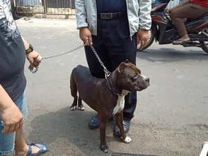 Fakta-fakta Pitbull Serang Satpam di Sawah Besar