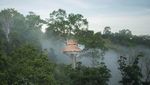 Potret Rumah Pohon Tertinggi Dunia Vs Illegal Logging