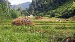 Potret Rumah Pohon Tertinggi Dunia Vs Illegal Logging