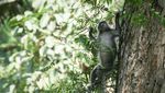 Potret Rumah Pohon Tertinggi Dunia Vs Illegal Logging