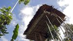 Foto: Melihat Lebih Dekat Suku Rumah Pohon dari Papua