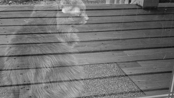 Arwah kucing. Foto: Alexus via Bored Panda