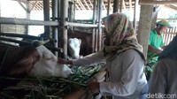 Selain itu, wisatawan juga diberitahu bagaimana membuat pupuk. Baik pupuk kandang maupun pupuk kompos. Di Kampung Gagot ini wisatawan juga bisa praktik langsung memberi makan hewan ternak. (Uje Hartono/detikTravel)