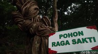 Masyarakat boleh mengambil kayu Raga Sakti dengan syarat kayu yang diambil merupakan bagian batang yang sudah rapuh, atau jatuh. (Sudirman Wamad/detikTravel)