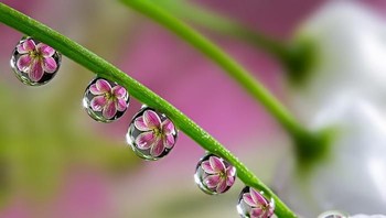 Pantulan bunga pada tetesan air. Foto: Miki Asai via Bored Panda