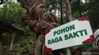 Raga Sakti adalah pohon kramat yang usianya ratusan tahun. Pohon kramat ini memiliki batang kayu yang unik, berlipat-lipat dan melilit pohon-pohon di sekitarnya. (Sudirman Wamad/detikTravel)