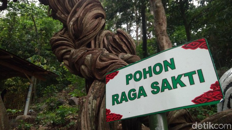 Pohon Raga Sakti (Sudirman Wamad/detikTravel) Pohon Raga Sakti (Sudirman Wamad/detikTravel)