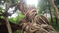 Pohon Raga Sakti terlihat kekar dengan bentuk tinggi menjulang. (Sudirman Wamad/detikTravel)