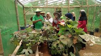Kampung Gagot di Desa Kutawuluh Kecamatan Purwanegara, Banjarnegara menyuguhkan wisata berbeda. (Uje Hartono/detikTravel)