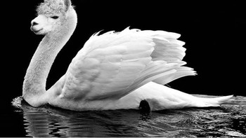 Swama, perpaduan angsa dengan lama. (Foto: Instagram/gyyporama)