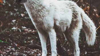 parrolf, perpaduan serigala putih dengan burung kakak tua. (Foto: Instagram/gyyporama)