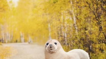 Horseal, perpaduan kuda dengan singa laut. (Foto: Instagram/gyyporama)