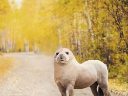 Bikin Ngakak, Begini Hasil Kawin Silang Hewan